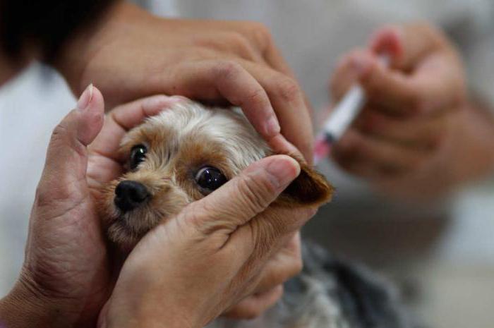 вакцинације за распоређивање паса