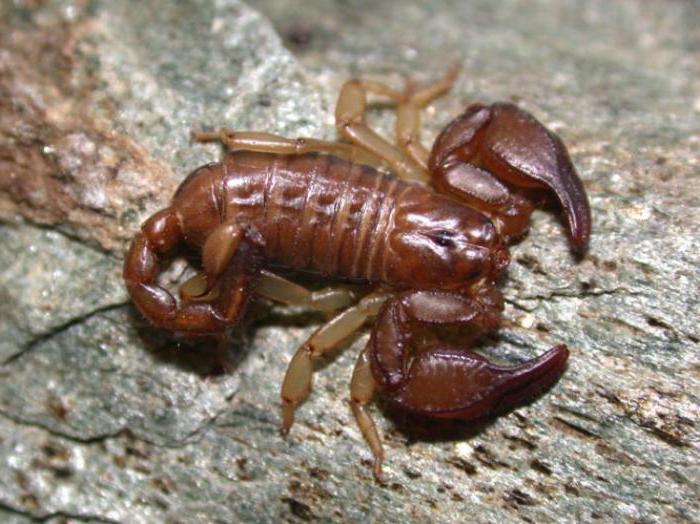 Кримски шкорпиони су опасни